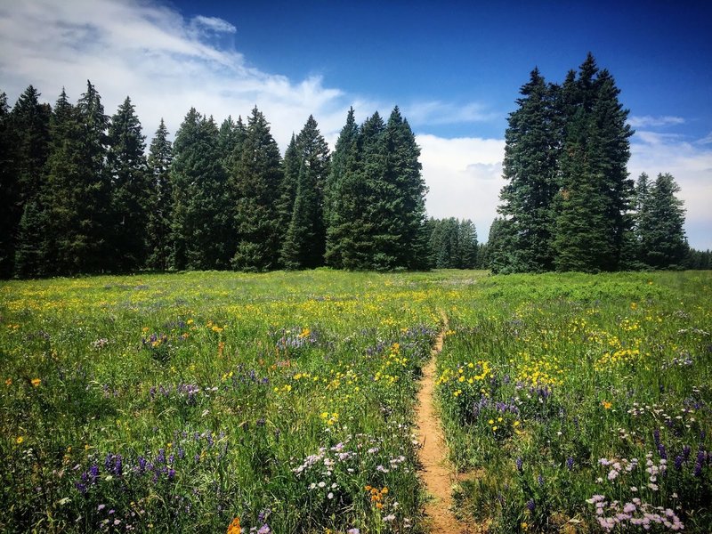 July wildflowers on Mesa Top!