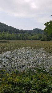 Looking across the lake.