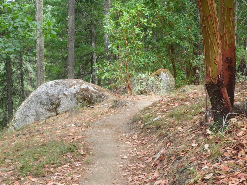 Red Queen gently climbs through madrones and pines and granite boulders.