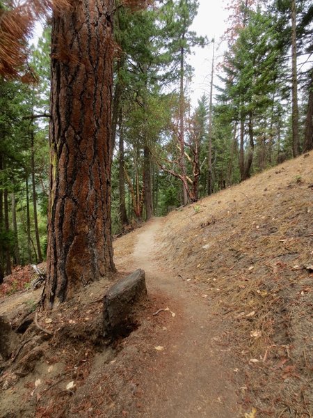 A characteristic view of the Red Queen trail.