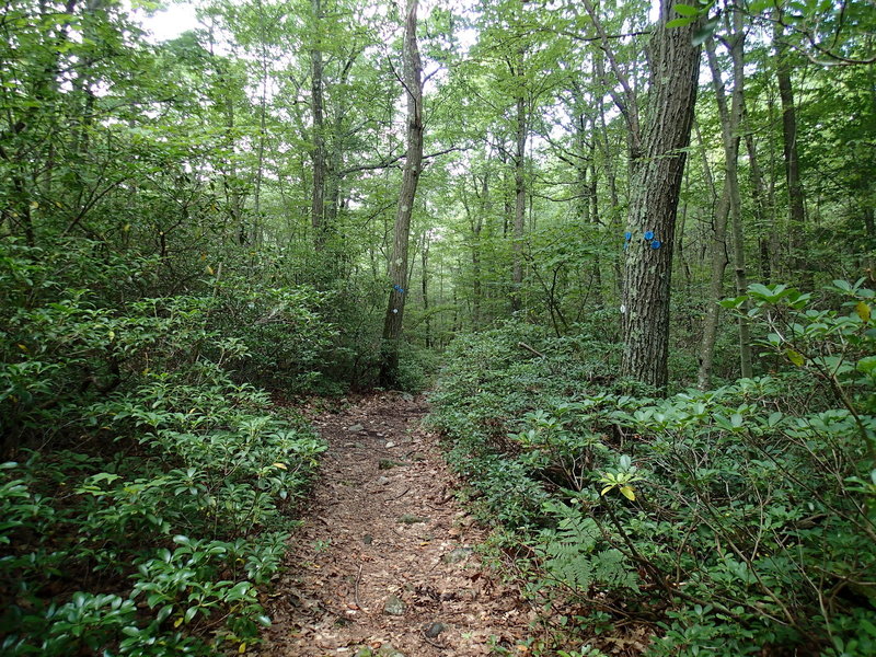 Junction of Wiccopee Trail and School Mountain Road Trail.