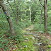 Moss, trees, and rocks along the Wiccopee Trail.