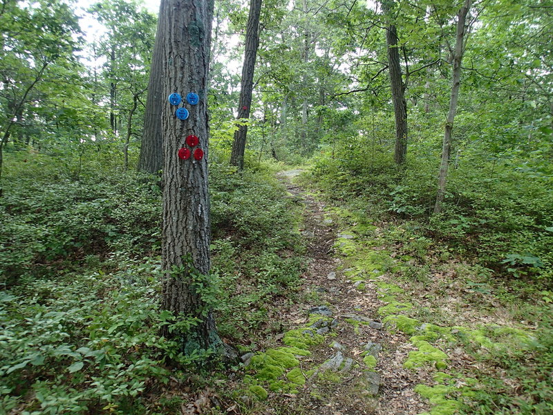 End of the Wiccopee Trail and start of the Charcoal Burner Trail.