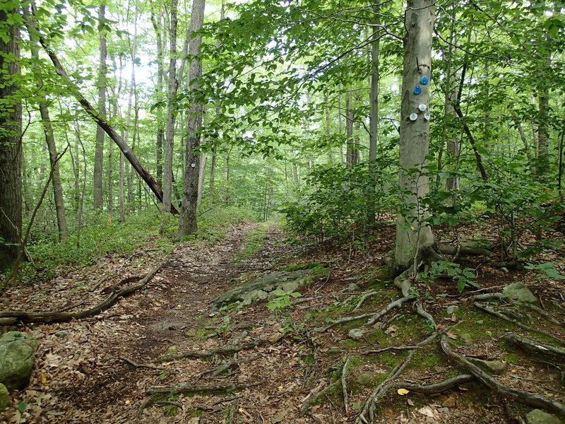 Start of Clove Creek Trail.