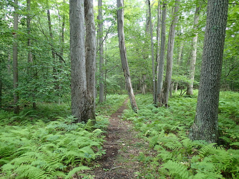 Fern line Clove Creek Trail