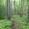 Fern line Clove Creek Trail