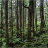 Rainforest around the Mt. Roberts Trail.