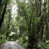 Fox Glacier Moraine Walk.