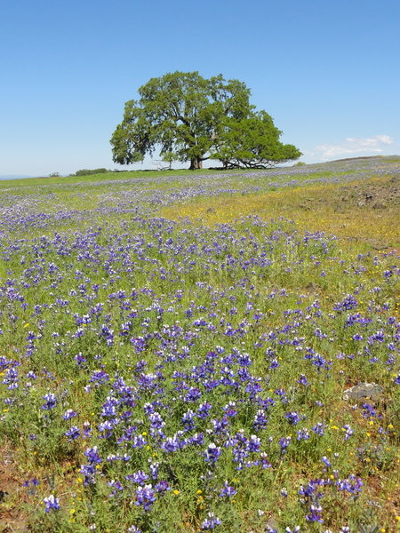 Spring wildflower bloom at Table Mountain.