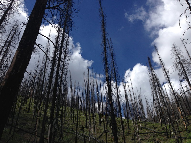 Getting into the heavy burn area close to the summit of this trail. Despite the burn, the area is still amazing beautiful up here.