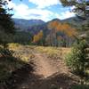 A nice section of smooth trail headed into the clearing.