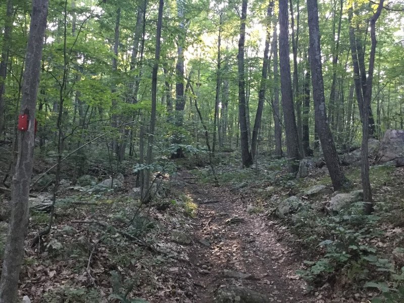 A nice traverse through the woods.