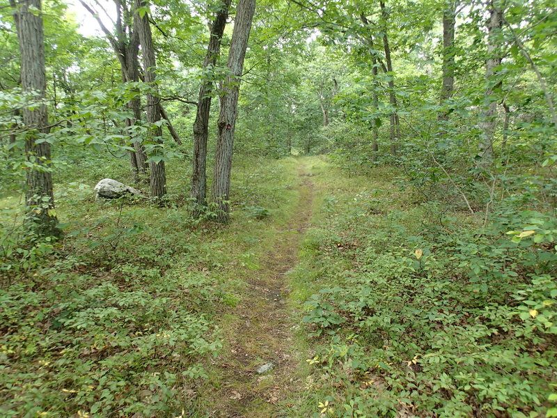 Charcoal Burner Trail