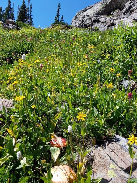 Fantastic wildflowers near the lake!