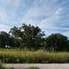 The beginning of the Savanna trail, taken in the beginning of August.