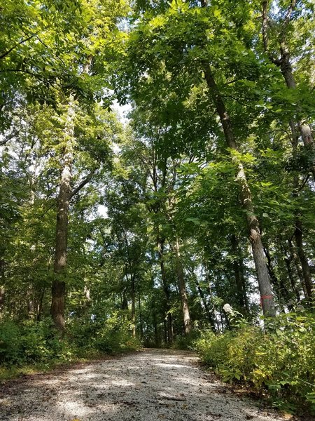 Beautiful walk, that shows the process of restoring an Oak Savanna. The tree on the right is marked to be removed.