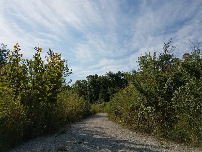 Wonderful summer outing along the Savanna trail.