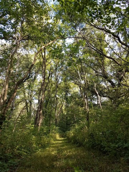 Woodland canopy in early August.