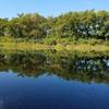 Beautiful pond, that was alive with frogs and tadpoles.