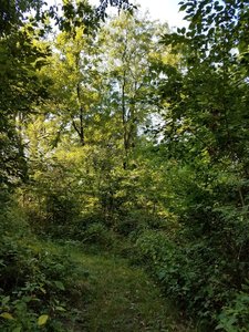 On the Basswood trail walking up to the turn, that leads you to the spot where you turn right to get to the pond. Early August.