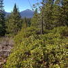 The lonely Mt Bachelor