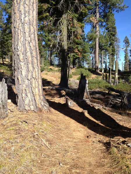 Smooth trails, blanketed with pine needles