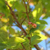 Flowering tree on trail