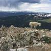 Goat atop Peak 1