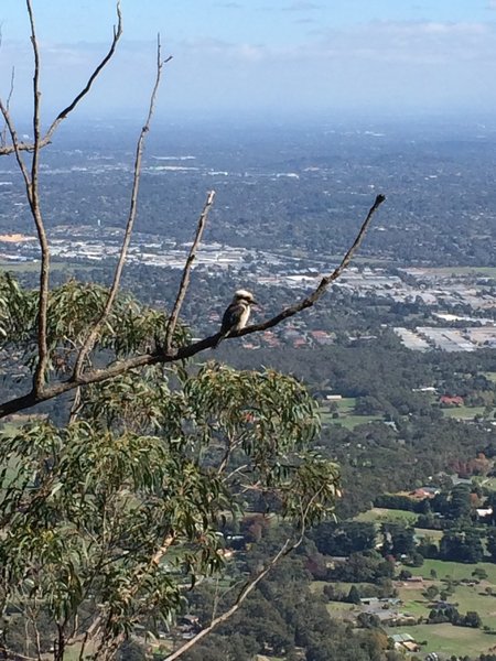 Kookaburra sits on the old gym tree - at Burke's Lookout