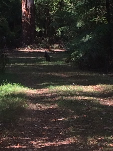 Wallaby along the Lyrebird Trail