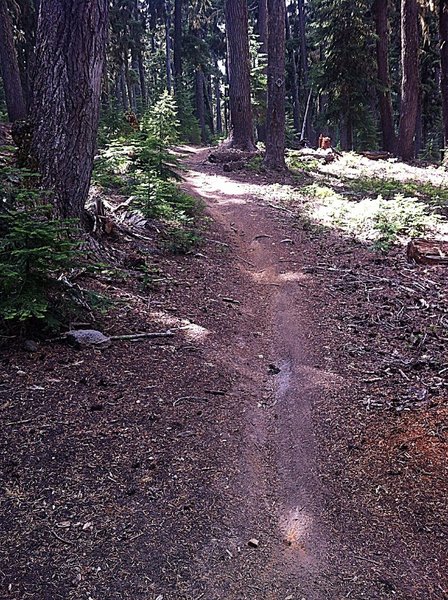 Smooth rolling forested trail