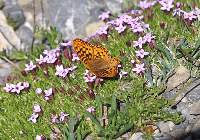 A butterfly searches for nectar in the alpine.