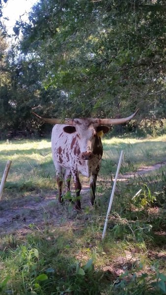 Bluff Creek Ranch - Trail Obstacle