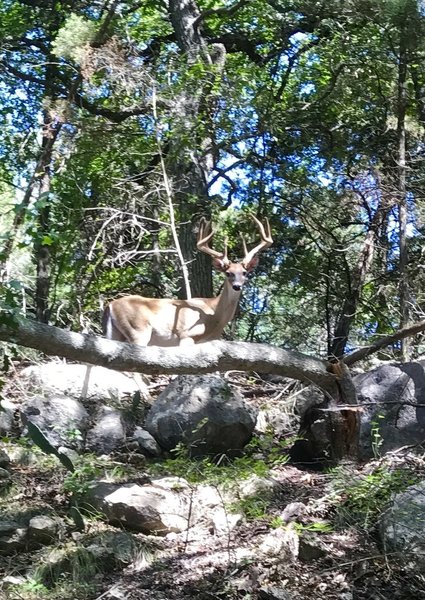 This guy and his buddies are a pretty common sight on these deeper trails into the hollow.