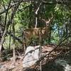 The bucks like these woody hollow areas near the lake.