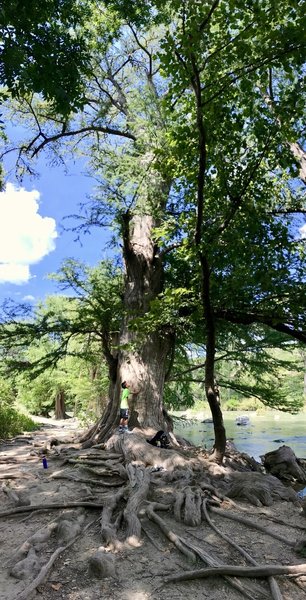 Big ole cypress tree!