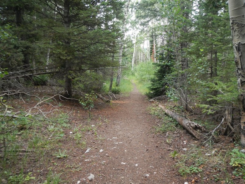 Most of the first one-third of the Josephite Point Trail is pleasant singletrack.