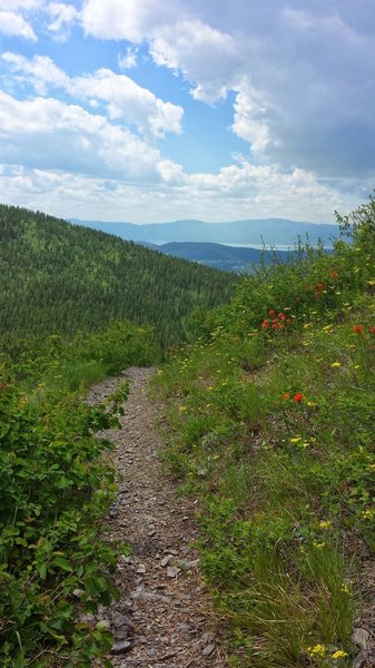 View out to Flathead Valley, near Wolf Creek.