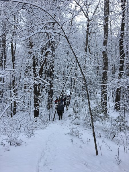 Heavy snow bends the boughs across the trail