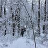 Heavy snow bends the boughs across the trail