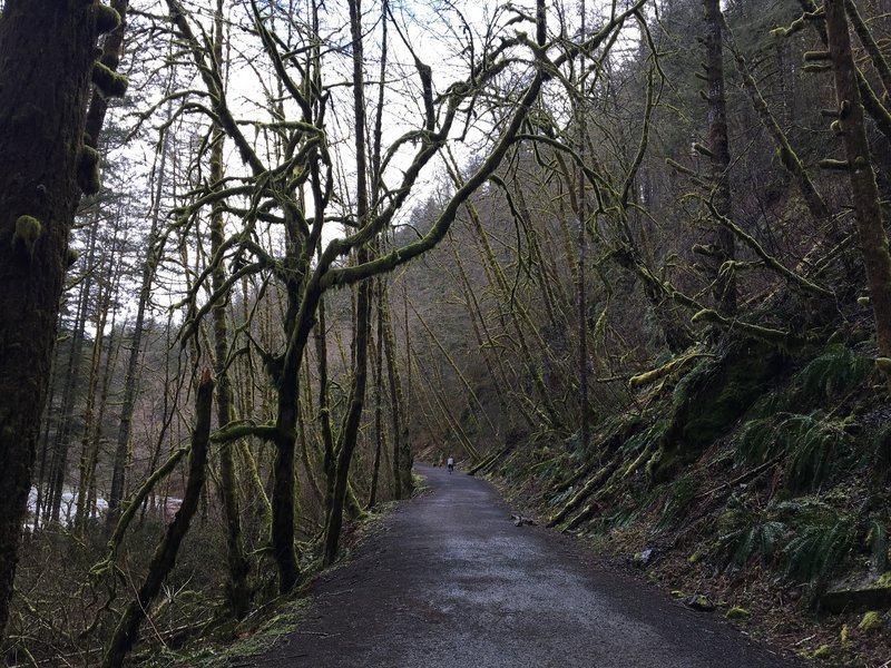 Moss-laden alder trees along the trail.