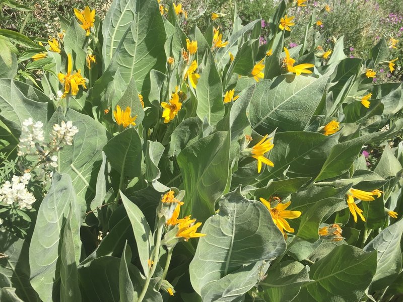 Wildflowers along the trail.