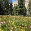 Devil's Thumb and wildflowers