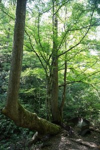 A tree growing out of a long abandoned car.