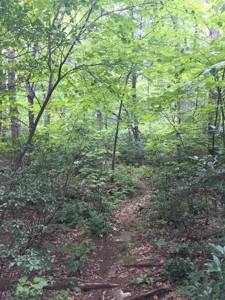 The terminus of Sam's Ridge Trail