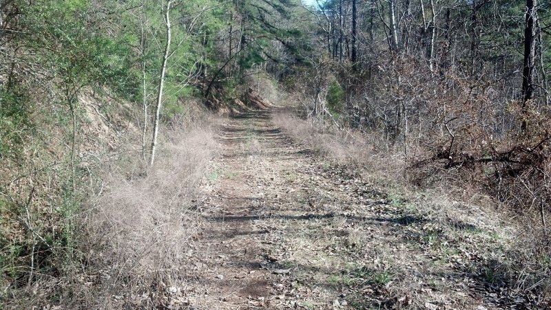 Forest Service road looking north.