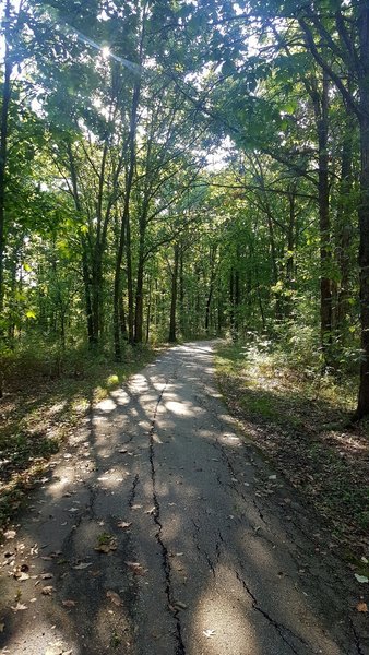 The early part of the trail, surrounded by boxelder maple trees.