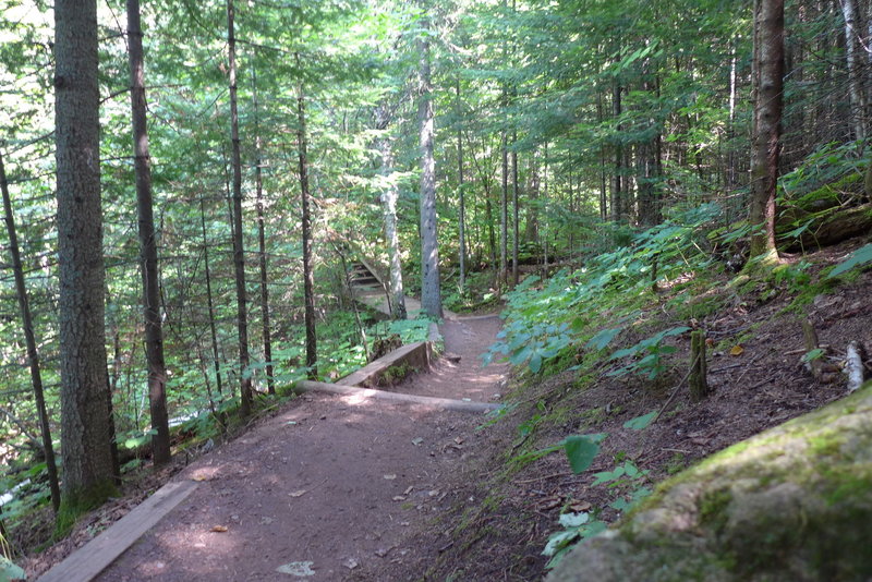 Heading through the forest.