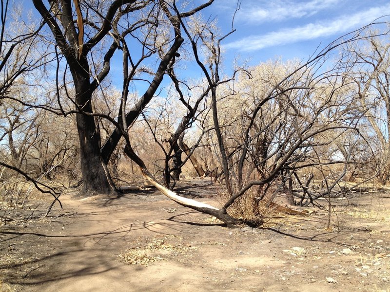 Burn remnants from a 2012 fire, luckily the wind was blowing from the west and the town of Corrales was spared.