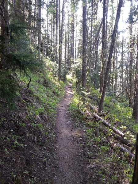 Another view on the upper Scout Trail.